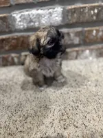Babs, a female Shih Tzu for sale in New Orleans, LA – 3 of 4