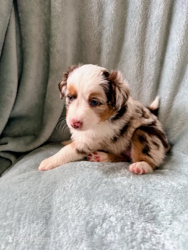 Dot – Miniature Australian Shepherd puppy for sale in Sheboygan, WI