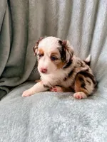Dot, a female Miniature Australian Shepherd for sale in Sheboygan, WI – 1 of 2