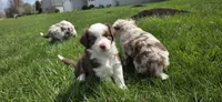 Spot, a male Miniature Australian Shepherd for sale in Sheboygan, WI – 2 of 2