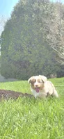 Tot, a male Miniature Australian Shepherd for sale in Sheboygan, WI – 2 of 2