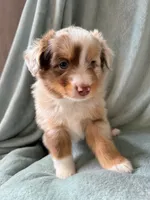 Tot, a male Miniature Australian Shepherd for sale in Sheboygan, WI – 1 of 2