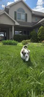 Dot, a female Miniature Australian Shepherd for sale in Sheboygan, WI – 2 of 2