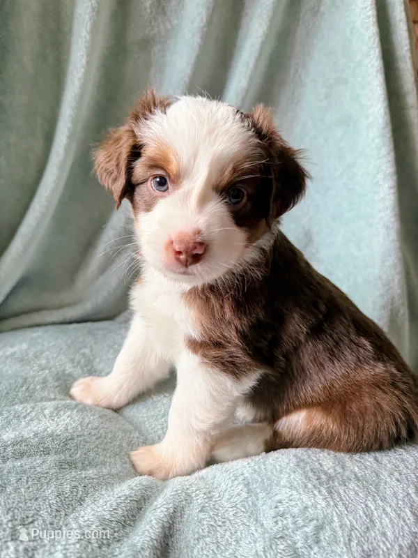 Spot – Miniature Australian Shepherd puppy for sale in Sheboygan, WI