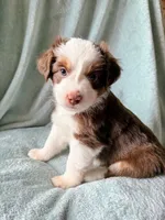 Spot, a male Miniature Australian Shepherd for sale in Sheboygan, WI – 1 of 2