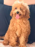 Milky , a male Poodle - Miniature  for sale in Allen, TX – 1 of 4