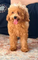 Milky , a male Poodle - Miniature  for sale in Allen, TX – 4 of 4