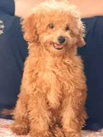 Milky , a male Poodle - Miniature  for sale in Allen, TX – 3 of 4