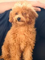 Milky , a male Poodle - Miniature  for sale in Allen, TX – 2 of 4