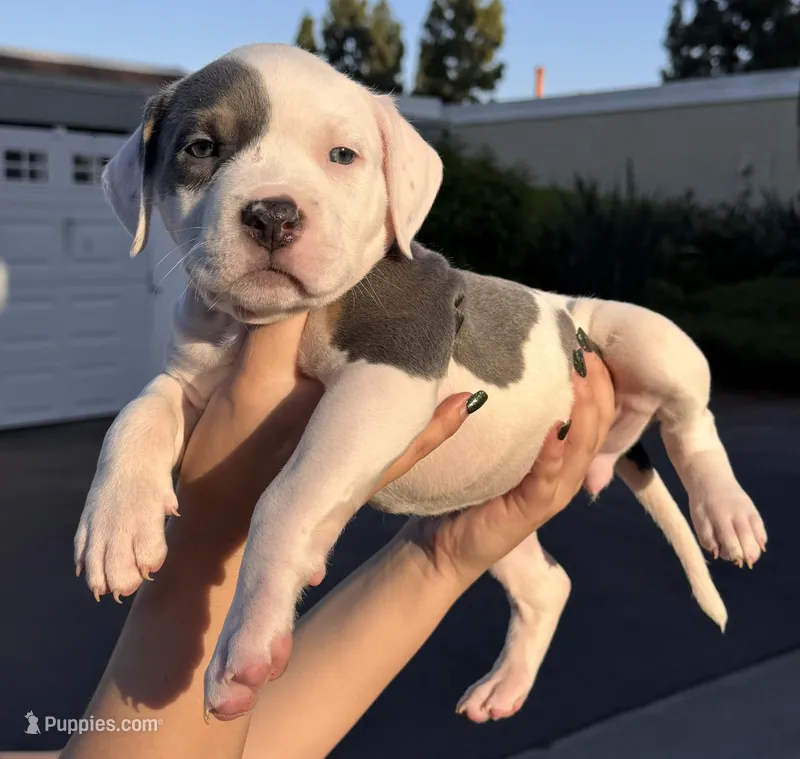 N/A – American Bully puppy for sale in Lake Forest, CA