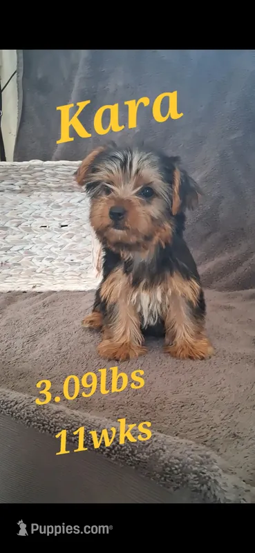 Kara – Yorkshire Terrier puppy for sale in Spencerville, IN
