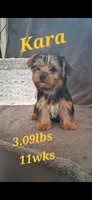 Kara, a female Yorkshire Terrier for sale in Spencerville, IN – 1 of 6