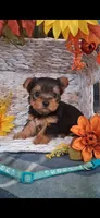 Annie, a female Yorkshire Terrier for sale in Spencerville, IN – 2 of 5