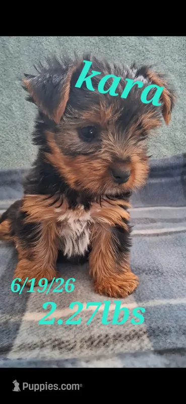 Kara – Yorkshire Terrier puppy for sale in Spencerville, IN