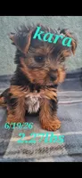 Kara, a female Yorkshire Terrier for sale in Spencerville, IN – 1 of 5