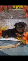 Kara, a female Yorkshire Terrier for sale in Spencerville, IN – 5 of 6