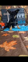 Duke , a male Yorkshire Terrier for sale in Spencerville, IN – 3 of 4
