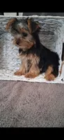 Annie, a female Yorkshire Terrier for sale in Spencerville, IN – 3 of 5