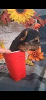 Lilly , a female Yorkshire Terrier for sale in Spencerville, IN – 2 of 5