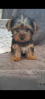Kara, a female Yorkshire Terrier for sale in Spencerville, IN – 6 of 6