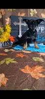 Duke , a male Yorkshire Terrier for sale in Spencerville, IN – 2 of 4