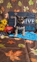 Dana, a female Yorkshire Terrier for sale in Spencerville, IN – 1 of 2