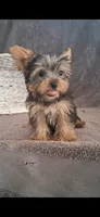 Lilly , a female Yorkshire Terrier for sale in Spencerville, IN – 3 of 4