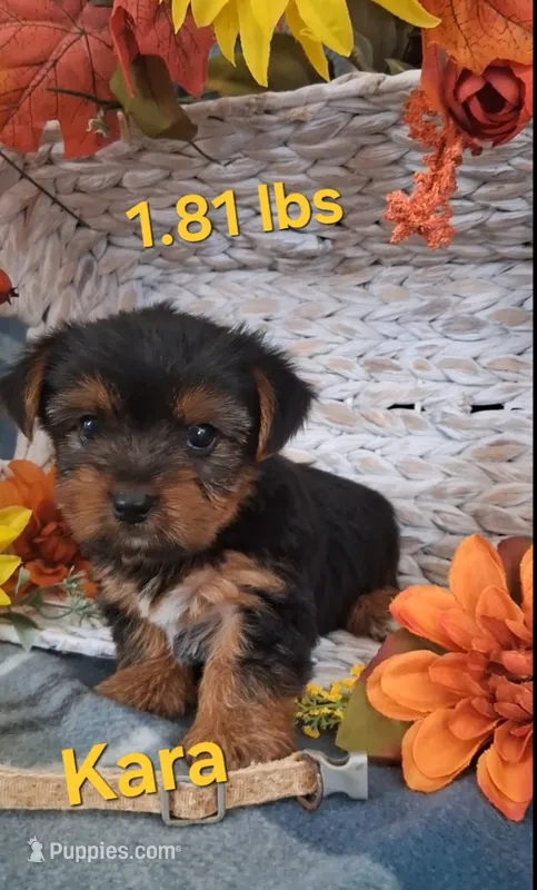 Kara – Yorkshire Terrier puppy for sale in Spencerville, IN