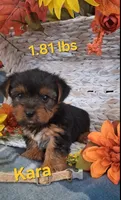 Kara, a female Yorkshire Terrier for sale in Spencerville, IN – 1 of 6