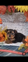 Ava, a female Yorkshire Terrier for sale in Spencerville, IN – 5 of 5