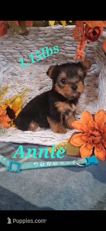 Annie – Yorkshire Terrier puppy for sale in Spencerville, IN
