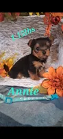 Annie, a female Yorkshire Terrier for sale in Spencerville, IN – 1 of 5