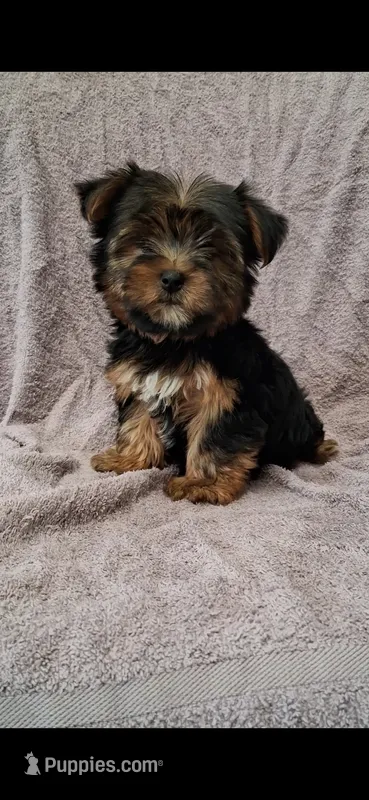 Teddy – Yorkshire Terrier puppy for sale in Spencerville, IN