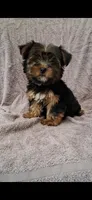Teddy, a male Yorkshire Terrier for sale in Spencerville, IN – 1 of 6