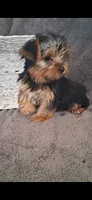 Kara, a female Yorkshire Terrier for sale in Spencerville, IN – 3 of 6