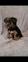 Teddy, a male Yorkshire Terrier for sale in Spencerville, IN – 3 of 6