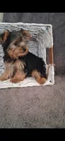 Annie, a female Yorkshire Terrier for sale in Spencerville, IN – 4 of 5