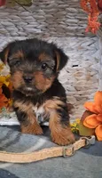 Kara, a female Yorkshire Terrier for sale in Spencerville, IN – 3 of 6
