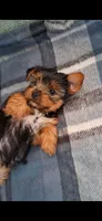 Kara, a female Yorkshire Terrier for sale in Spencerville, IN – 3 of 5