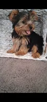 Annie, a female Yorkshire Terrier for sale in Spencerville, IN – 5 of 5