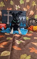 Dawn, a female Yorkshire Terrier for sale in Spencerville, IN – 2 of 3