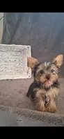 Lilly , a female Yorkshire Terrier for sale in Spencerville, IN – 2 of 4