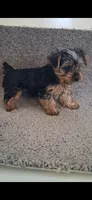 Rex, a male Yorkshire Terrier for sale in Spencerville, IN – 2 of 3