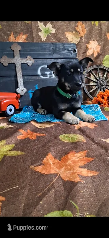 Dawn – Yorkshire Terrier puppy for sale in Spencerville, IN
