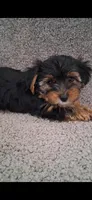 Teddy, a male Yorkshire Terrier for sale in Spencerville, IN – Photo 3 of 6