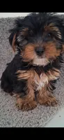 Teddy, a male Yorkshire Terrier for sale in Spencerville, IN – Photo 4 of 6