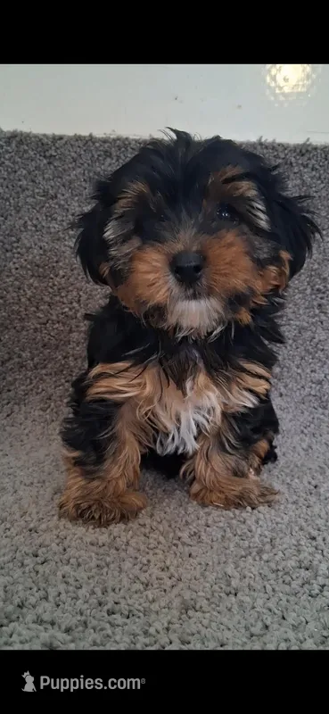 Teddy, a male Yorkshire Terrier for sale in Spencerville, IN – Photo 1 of 6