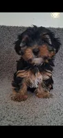 Teddy, a male Yorkshire Terrier for sale in Spencerville, IN – Photo 1 of 6