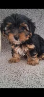 Teddy, a male Yorkshire Terrier for sale in Spencerville, IN – Photo 5 of 6