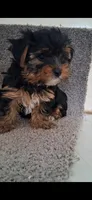 Teddy, a male Yorkshire Terrier for sale in Spencerville, IN – Photo 2 of 6